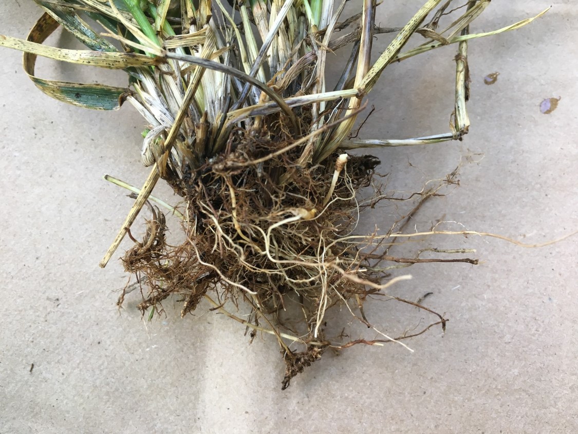 tall fescue roots